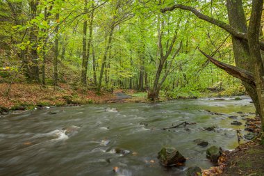 Bahar ormanı boyunca akan fırtınalı nehir. seçici odak, uzun pozlama
