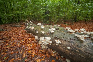 Sihirli yeşil ormanda büyüyen mantar şekilli devrilmiş bir ağaç.