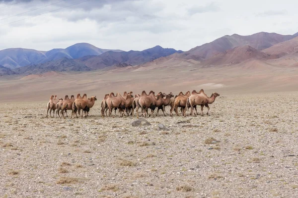 Stádo Baktrijských Velbloudů Camelus Bactrianus Poušti Gobi Mongolsku Provincie Chovd — Stock fotografie