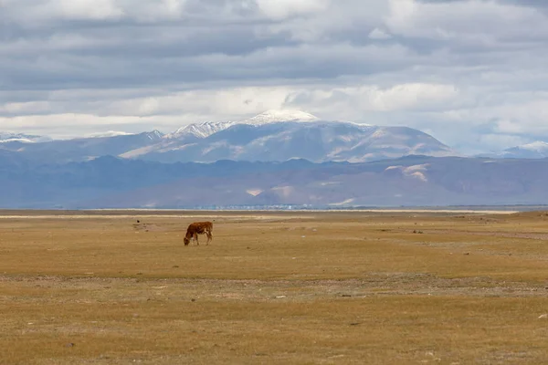 Самотній Телятко Пасеться Луках Алтайських Гір Росія — стокове фото