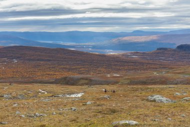 Sonbaharda İsveç 'in kuzeyinde Sarek Ulusal Parkı, seçici odaklı