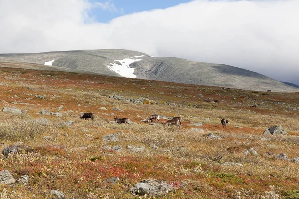 Lenyűgöző Kilátás Nyílik Hegyek Sarek Nemzeti Park Svéd Lappföldön Szelektív — Stock Fotó