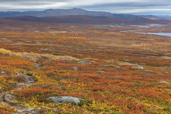 Parco Nazionale Sarek Nel Nord Della Svezia Autunno Focus Selettivo — Foto Stock