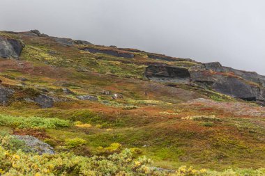 Sonbahar dağ manzarasında sami ren geyiği