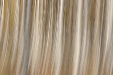 Soyut fotoğraf, sonbaharda huş ağaçları farklı hareket ve yakınlaştırma efektleriyle fotoğraflandı. Renkli arkaplan, uzun deklanşör hızı, seçici odak