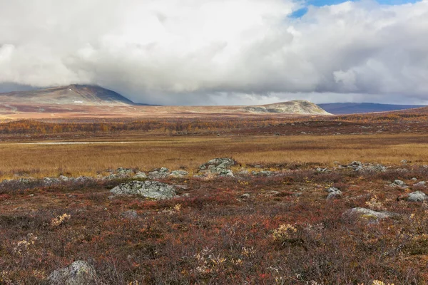 Parco Nazionale Sarek Nel Nord Della Svezia Autunno Focus Selettivo — Foto Stock