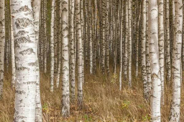 Birkenwald Birkenhain Weiße Birkenstämme Sonniger Herbstwald Schweden Selektiver Fokus — Stockfoto