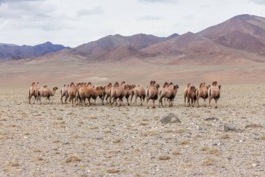 Bozkırda deve sürüsü ve arka planda dağlar. Altai, Moğolistan