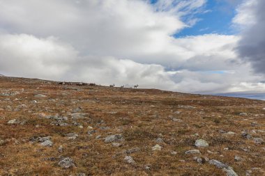 Sonbaharda İsveç 'in kuzeyinde Sarek Ulusal Parkı, seçici odaklı