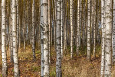 Huş ağacı ormanı. Birch Grove. Beyaz huş gövdeleri. Sonbahar güneşli ormanı. İsveç, seçici odaklanma