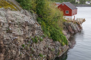 Lofoten adalarındaki kayalıklardaki martı sürüsü, seçici odaklanma