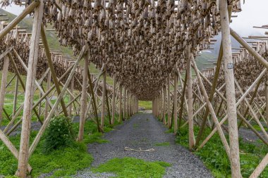 Kurutulmuş morina balığı dolu raflar Lofoten, Norveç, seçici odaklanma