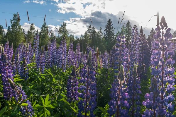 Çiçek Açan Lupin Çiçekleri Lupin Tarlası Çayırda Mor Pembe Lupin — Stok fotoğraf