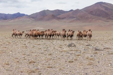 Bactrian devesi fotoğrafçıdan kaçıyor. Camelus bactrianus, Moğolistan bozkırlarına özgü büyük, tek ayak parmaklı bir mermerdir. Bactrian devesinin sırtında iki hörgücü vardır.