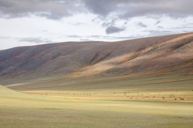 Tipik Moğol manzarası. Moğol Altai, Moğolistan