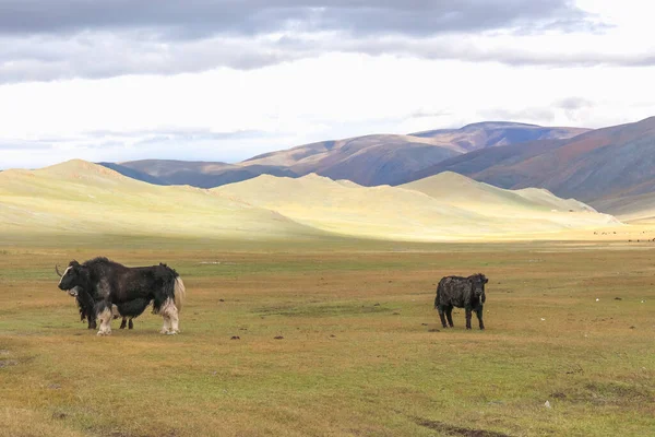 Стадо Яков Степях Горной Монголии Алтай — стоковое фото