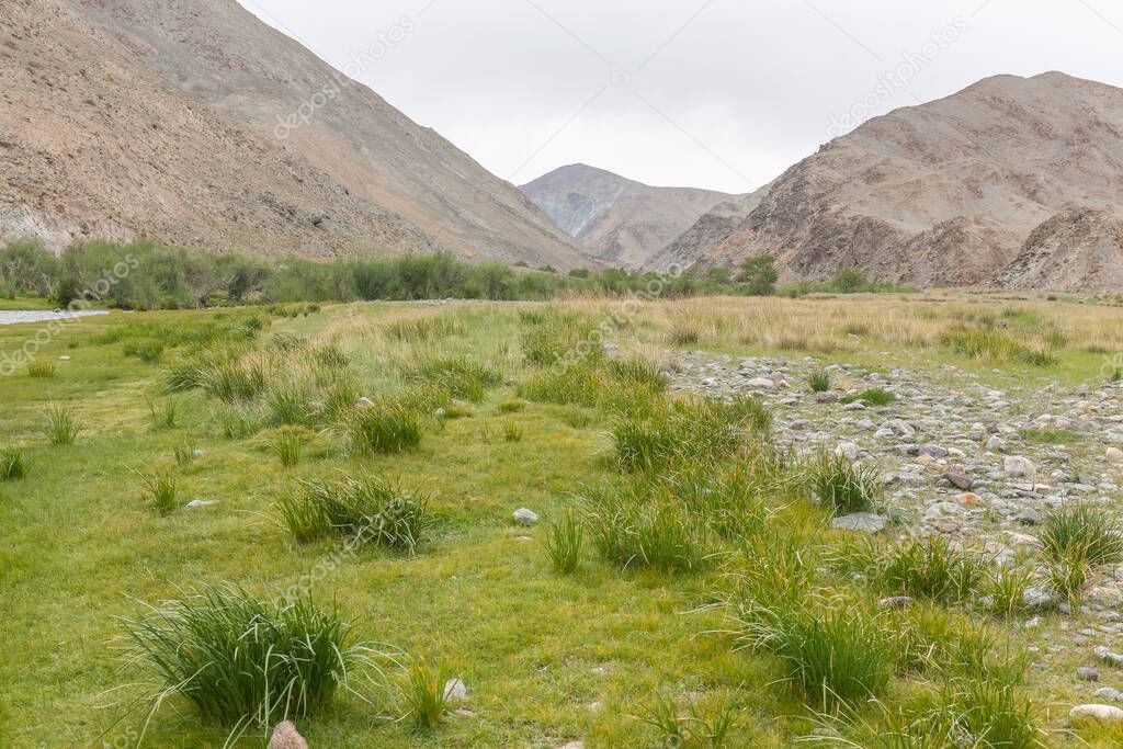 Green oasis sprouting from rocky soil of Altai Mountains Mongolia