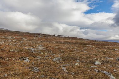 Sarek Ulusal Parkı, Laponya, Norrbotten County, İsveç, Finlandiya, İsveç ve Norveç sınırının sonbahar manzarası. seçici odak