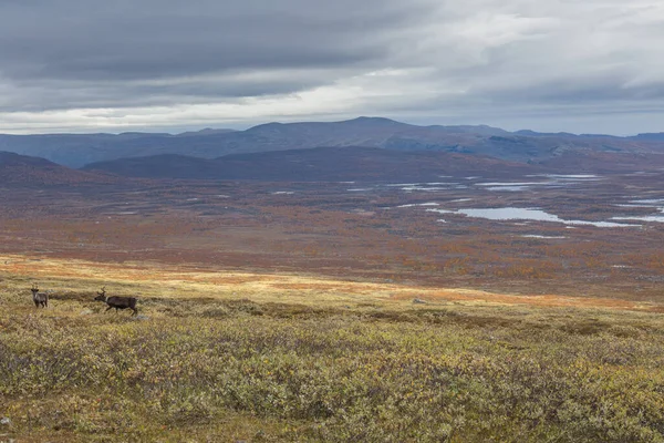 Sarek Nemzeti Park Hegyei Lappföldön Ősz Svédország Szelektív Fókusz — Stock Fotó