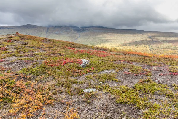Parque Nacional Sarek Norte Suecia Otoño Enfoque Selectivo — Foto de Stock