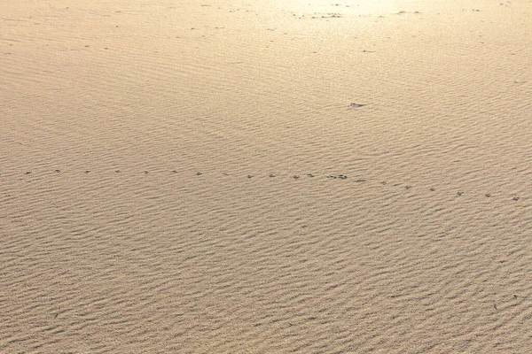 砂の質感 砂浜を背景に 最上階だ選択的焦点 — ストック写真
