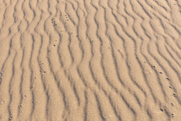 沙中动物的踪迹 沙子质感 桑迪海滩为背景 顶部视图 选择性重点 — 图库照片