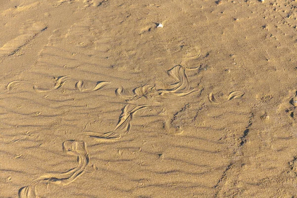 砂の中に蛇の痕跡 砂の質感 砂浜を背景に 最上階だ選択的焦点 — ストック写真