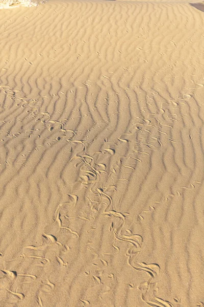 Traços Cobra Areia Textura Areia Praia Areia Para Fundo Vista — Fotografia de Stock