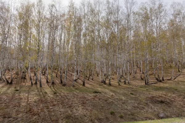 Στο Δάσος Μπερτς Μπέρτς Γκρόουβ Λευκό Κορμό Σημύδας Ηλιόλουστο Δάσος — Φωτογραφία Αρχείου