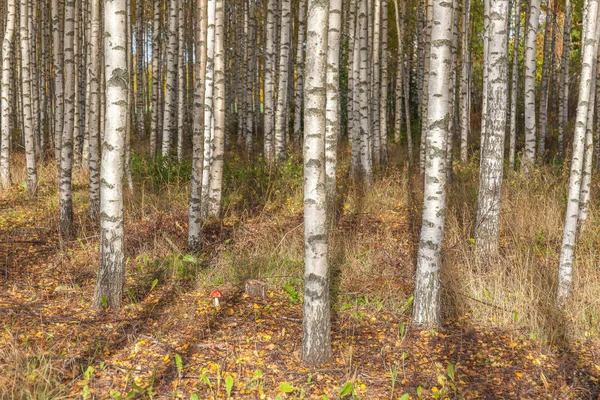 Birkenwald Birkenhain Weiße Birkenstämme Sonniger Herbstwald Schweden Selektiver Fokus — Stockfoto