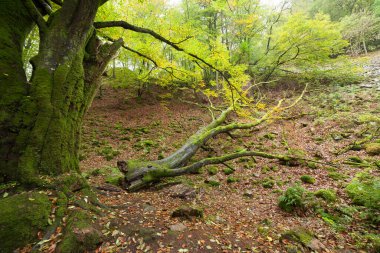 Baharda kayın ağacının manzarası, seçici odak