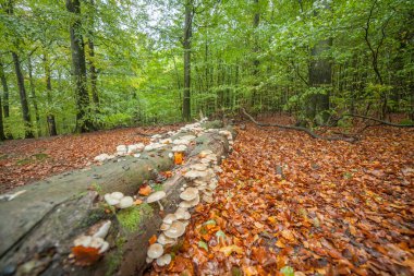Baharda kayın ağacının manzarası