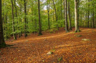 Baharda kayın ağacının manzarası