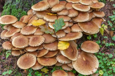 Sonbahar ormanlarında ağaçta yetişen ballı mantarlar. Bir grup yabani mantar Armillaria.