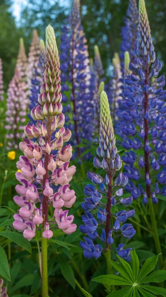 Flores Tremoço Florescendo Campo Tremoços Lupin Violeta Rosa Prado Bando — Fotografia de Stock