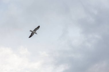 Bulutlu havada bulutlu bir gökyüzüne karşı gökyüzünde martı.