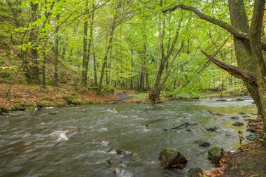 İsveç 'te yaz boyunca yeşil ormanda yavaş akarsu. seçici odak, uzun pozlama