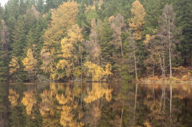 Deniz kıyısı ve sudaki sonbahar renkli ormandan yansımalar, Kuzey İsveç 'ten fotoğraf.