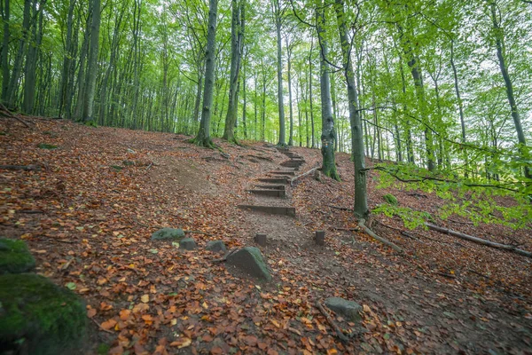 Scala Legno Fatta Casa Che Conduce Salita Nel Bosco Magica — Foto Stock