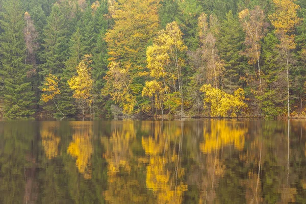 호수가 호수의 해안에 나무들 입니다 호수에 나무들이 아름다운 — 스톡 사진