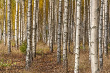 Huş ağacı ormanı. Birch Grove. Beyaz huş gövdeleri. Sonbahar güneşli ormanı. İsveç, seçici odaklanma