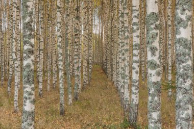 Huş ağacı ormanı. Birch Grove. Beyaz huş gövdeleri. Sonbahar güneşli ormanı. İsveç, seçici odaklanma