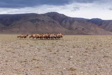 Bactrian devesi (Camelus bactrianus), Moğolistan bozkırlarına özgü büyük, tek ayak parmaklı bir bakteridir. Bactrian devesinin sırtında iki hörgücü vardır.
