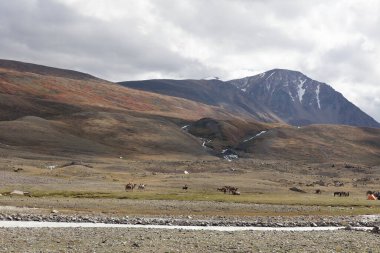 Tipik Moğol manzarası. Moğol Altai, Moğolistan
