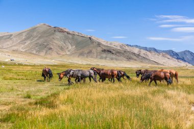 Dağlarda at sürüsü Moğol Altai çayırlarında