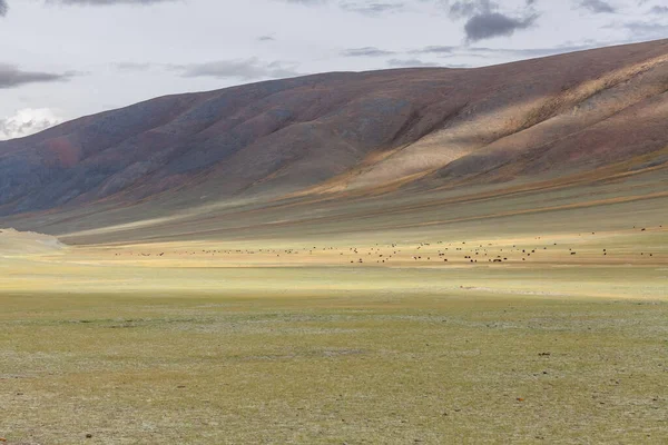 Iaques Nas Estepes Mongólia Natureza Mongol Paisagem Paisagem Criação Animais — Fotografia de Stock