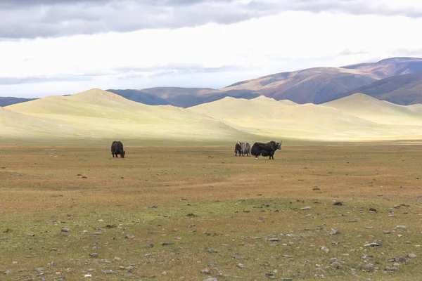 Yaks Pastam Nas Estepes Montanha Mongólia Altai — Fotografia de Stock