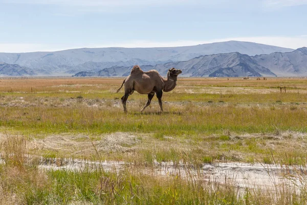 Velbloudi Pastviny Západní Mongolsko Stepi Horami Pozadí Altai Mongolsko — Stock fotografie