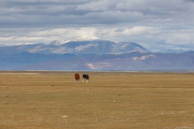 Altai dağlarının çayırlarında iki buzağı otluyor. - Rusya. Siyah ve kahverengi