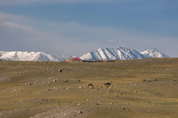 Vivienda Mongola Llanura Verde Hierba Montañas Nevadas Fondo Caballos Pastan — Foto de Stock